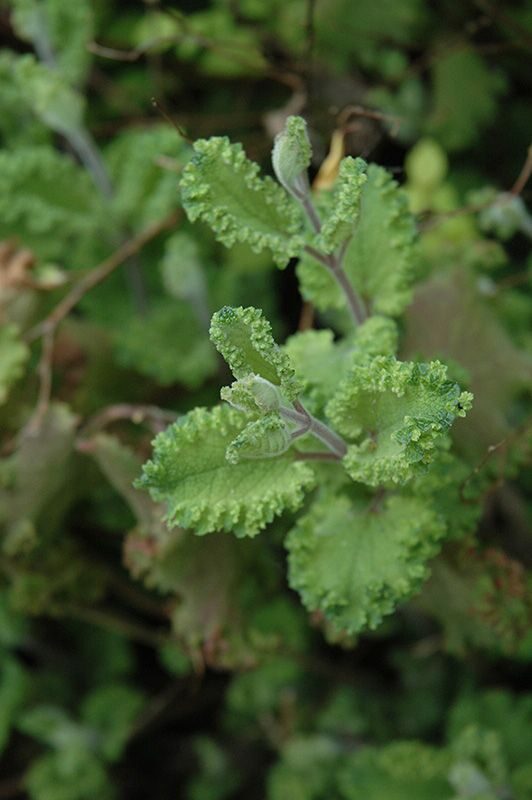 Teucrium scorodonia Crispum Marginatum